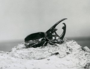 Ein männlicher Atlas-Käfer ruht auf Rinde im Londoner Zoo von Frederick William Bond