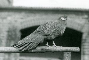 Ein männlicher Grauer Pfauenfasan steht 1931 auf seiner Stange im Londoner Zoo (s/w Foto)