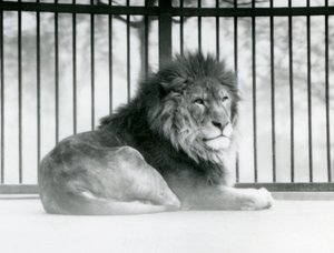 Ein männlicher Löwe ruht in seinem Gehege im Londoner Zoo im März 1925