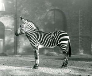 Ein männliches Bergzebra x Hartmanns Bergzebra steht in seinem Gehege im Londoner Zoo, September 1927