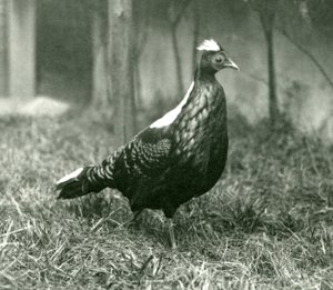 Ein männlicher Swinhoe-Fasan im Londoner Zoo, September 1923 von Frederick William Bond