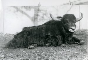 Ein männlicher Yak liegt in seinem Gehege im Londoner Zoo im August 1928
