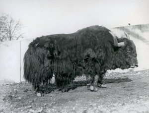 Ein männlicher Yak, der in seinem Gehege im Londoner Zoo 1928 steht von Frederick William Bond