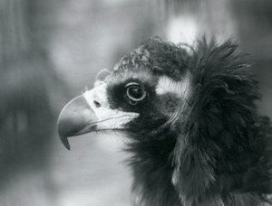Ein fast bedrohter Eurasischer Mönchsgeier im Londoner Zoo, 1927