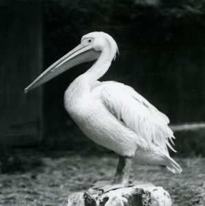 Ein Pelikan auf einem Baumstumpf im Londoner Zoo im September 1925