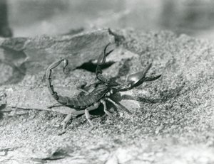 Ein Skorpion im Londoner Zoo, 1929 (s/w Foto)