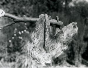 Ein Zweifingerfaultier, das an einem abgeschnittenen Ast hängt, gehalten von einem Pfleger, Londoner Zoo, September 1925 von Frederick William Bond