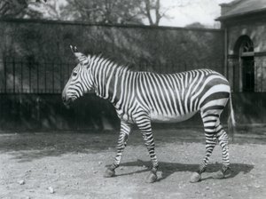 Ein gefährdetes Hartmann-Zebra steht in seinem Gehege im London Zoo