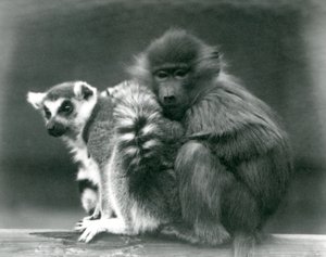 Ein junger Pavian kuschelt sich an einen Katta auf einem Balken, London Zoo, 1925 von Frederick William Bond