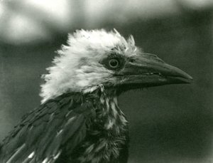 Ein junger Hornvogel im Londoner Zoo, 1924 von Frederick William Bond