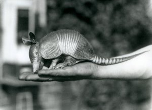 Ein junger Neunbinden-Gürteltier, der auf der offenen Handfläche eines Pflegers ruht, Londoner Zoo, August 1926 von Frederick William Bond