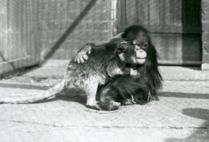 Ein junger Orang-Utan umarmt ein Baumkänguru im London Zoo im Jahr 1927 (s/w Foto) von Frederick William Bond