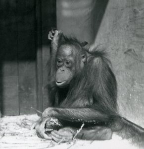 Ein junger Orang-Utan, der in seinem Gehege sitzt, Londoner Zoo, Oktober 1925 von Frederick William Bond