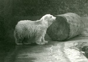 Ein junger Eisbär im London Zoo, November 1924 von Frederick William Bond