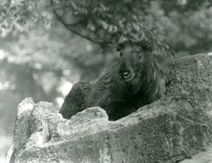Ein junger Takin, auch bekannt als Rindergämse oder Gnu-Ziege, ruht auf einem Felsen, Londoner Zoo, Juni 1924 von Frederick William Bond