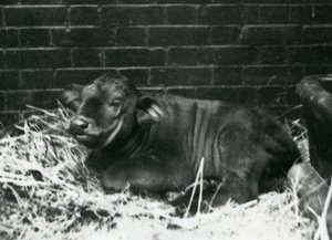 Ein Afrikanisches Büffelkalb, geboren in der Menagerie am 8. Februar 1927, liegend im Stroh, Londoner Zoo, Februar 1927