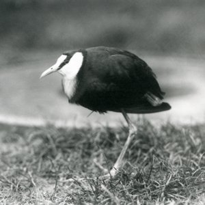 Ein Afrikanischer Jacana steht auf Gras im Londoner Zoo, August 1927 von Frederick William Bond