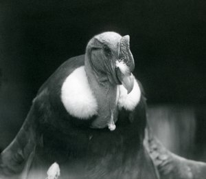 Ein Andenkondor im Londoner Zoo im Jahr 1926