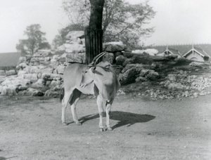 Ein Elenantilopen im Gehege im Londoner Zoo 1929