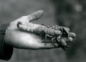 Ein Kaiserskorpion in der Hand eines Pflegers, Londoner Zoo, Oktober 1925