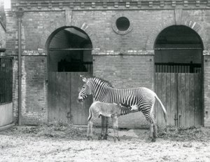 Eine gefährdete Grevy-Zebra-Stute füttert ihr Fohlen in ihrem Gehege im Londoner Zoo im Jahr 1927