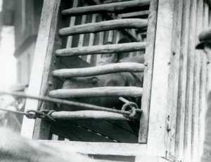 Ein Indisches Nashorn schaut aus seiner hölzernen Transportkiste bei der Ankunft im Londoner Zoo im Jahr 1924 von Frederick William Bond