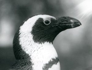 Ein erwachsener Schwarzfußpinguin im Londoner Zoo, September 1925