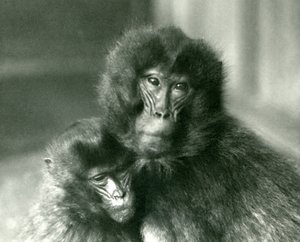 Ein erwachsener und ein junger Dschelada im London Zoo, Januar 1925 von Frederick William Bond