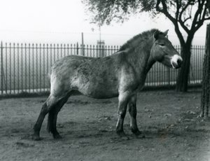 Ein gefährdetes Przewalski-Wildpferd steht in seinem Gehege im Londoner Zoo, Oktober 1927