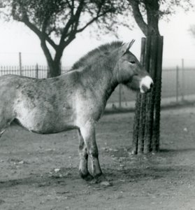 Ein gefährdetes Przewalski-Wildpferd steht in seinem Gehege im Londoner Zoo, Oktober 1927