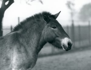 Ein gefährdetes Przewalski-Wildpferd steht in seinem Gehege im Londoner Zoo, Oktober 1927