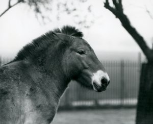 Ein gefährdetes Przewalski-Wildpferd steht in seinem Gehege im Londoner Zoo, Oktober 1927