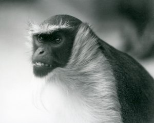 Ein gefährdeter Roloway-Meerkatze im Londoner Zoo, 1927 von Frederick William Bond