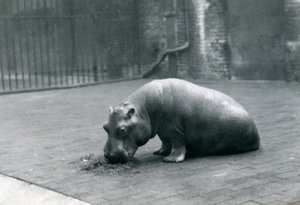 Baby Nilpferd 