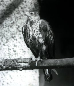 Bonellis Adler auf einem Ast im Londoner Zoo, September 1925