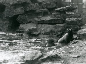 Kalifornische Seelöwen mit Eis auf ihrem Becken, London Zoo