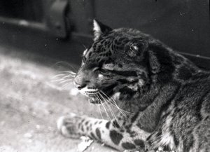 Nebelparder, 1922