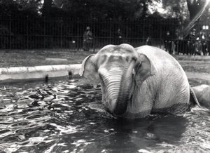 Badender Elefant
