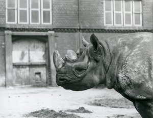 Eliza, ein weibliches Spitzmaulnashorn, Londoner Zoo von Frederick William Bond