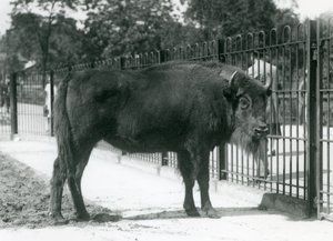 Europäischer Bison 