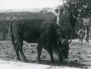 Europäischer Bison Julia frisst Gras in ihrem Gehege, Londoner Zoo, 12. August 1926 von Frederick William Bond