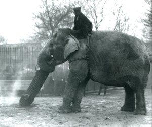 Weiblicher asiatischer Elefant, Indiarani, bewegt Holz mit ihrem Rüssel, während ihr Pfleger auf ihrem Rücken sitzt und sie dirigiert, Londoner Zoo, 1925 von Frederick William Bond