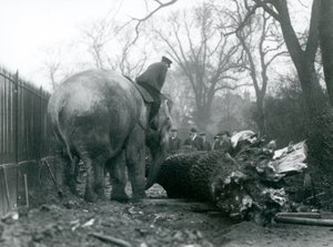 Weiblicher asiatischer Elefant, Indiarani, bewegt Holz mit ihrem Rüssel, während ihr Pfleger auf ihrem Rücken sitzt und sie dirigiert, Londoner Zoo, 1925
