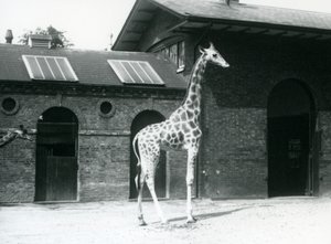 Weibliche Giraffe, Maud, steht im Paddock vor dem Giraffenhaus, Londoner Zoo, Juli 1925