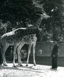Weibliche Giraffen Maud und Maggie mit Wärter Ernie Professor Bowman, Londoner Zoo, Juli 1924