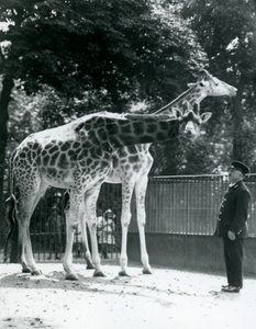 Weibliche Giraffen Maud und Maggie mit Wärter Ernie Professor Bowman, Londoner Zoo, Juli 1924