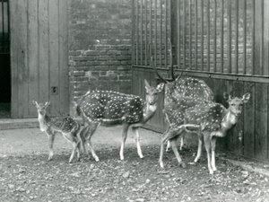 Vier Axishirsche, darunter ein Bock mit Geweih und ein Kitz, im London Zoo im Jahr 1926 (s/w Foto) von Frederick William Bond