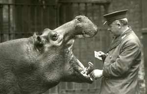 Nilpferd Bobbie mit Wärter Ernie Bowman, Londoner Zoo, 1927