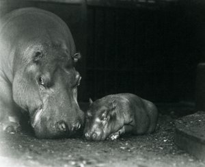 Flusspferd Joan mit ihrem männlichen Kalb Jimmy im Londoner Zoo im März 1927 von Frederick William Bond