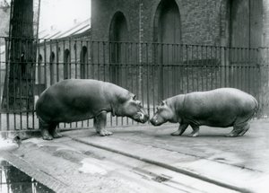 Flusspferde Bobbie und Joan werden im Londoner Zoo vorgestellt, 1923 von Frederick William Bond